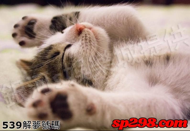 539解夢號碼