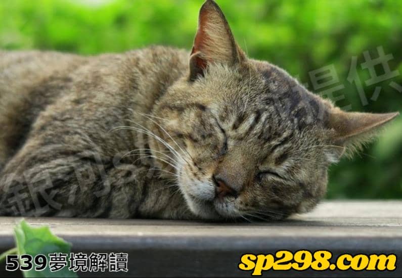 539夢境解讀